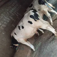 گاونر