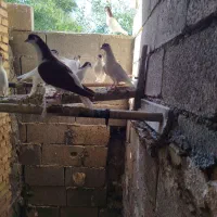 کبوتر شیرازی|پرنده|گتوند, |دیوار