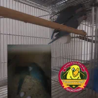 راهب آبی جفت مولد
