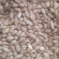 گندم کلفت|عمده‌فروشی|سیلاخور, |دیوار