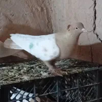 کبوتر|پرنده|جوین, |دیوار