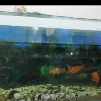 اکواریوم بزرگ