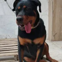 سگ روتوایلر|سگ|پلنگ آباد, |دیوار