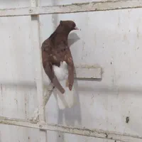 سرخ دمسفیدپشت هفترنگ