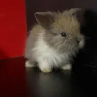 خرگوش لپ شیطون|موش و خرگوش|ساری, |دیوار