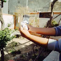 نر سوسکی پرشی|پرنده|مبارکه, |دیوار