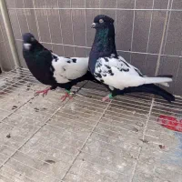 سینه سیاه
