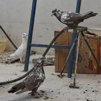 کبوتر زینتی|پرنده|شیراز, مسکن مهر شیراز|دیوار