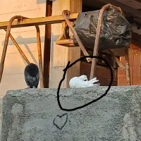 کبوتر گمشده