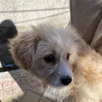 سگ پامر، ماده ،دو ماه