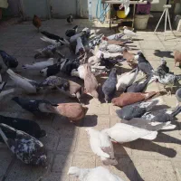 سلام‌‌تعدای‌کبوتر‌شهری‌پلاکی‌بهبانی‌نر‌ماده|پرنده|شیراز, نیستان|دیوار