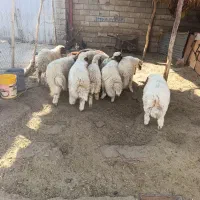 بره زرد نر پلدختر