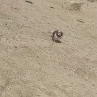 کبوتر بلندپرواز