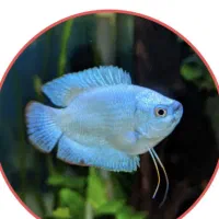 ماهی گورامی دارف رد و بلو کلکسیونی نمایشی گرید ++A|ماهی|اراک, |دیوار