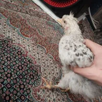 پرنده|پرنده|تبریز, |دیوار