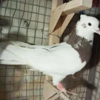 طوق سرخ نر|پرنده|شیراز, شیخ علی چوپان|دیوار