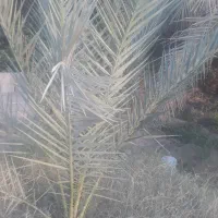 فروش جُنگ درخت خرما|گل و گیاه طبیعی|بم, |دیوار