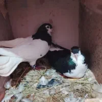 کفتر