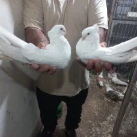 پرنده.کبوتر|پرنده|ساری, |دیوار