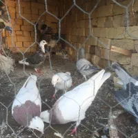 کفتر،کبوتر|پرنده|شیراز, اکبر آباد|دیوار