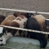 گوسفند چاق|حیوانات مزرعه|خنداب, |دیوار