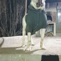 سگ داگو ارژانتینو