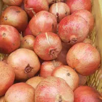 فروش انار سر زمین‌
