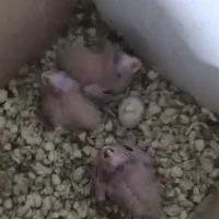 جوجه عروس هلندی|پرنده|مشهد, کوی المهدی|دیوار