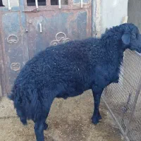 قوچ جوان سیاه قره قزل موفر اصل اصل