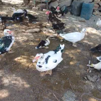 اردک اسرائیلی|حیوانات مزرعه|تربت‌حیدریه, باغ سلطانی|دیوار