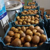 کیوی درجه یک شمال|عمدهفروشی|شاهنجرین, |دیوار