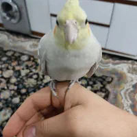 عروس هلندی نژاد خاکستری  ماده تازه بالغ