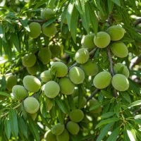 نهالی که حتی تازه‌کارها هم می‌توانند پرورش دهند|خدمات باغبانی و درختکاری|اقلید, |دیوار