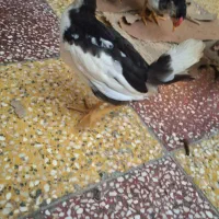 جوجه محلی یک روزه