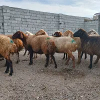 گوسفند وتوغلی نر وماده|حیوانات مزرعه|اردبیل, |دیوار