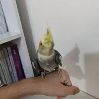 یک جفت عروس هلندی کار داده|پرنده|ارومیه, |دیوار