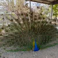 فروش طاووس|حیوانات مزرعه|هشتگرد, فشند|دیوار