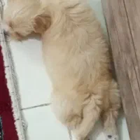 توگا|سگ|محمدیه-قزوین, |دیوار