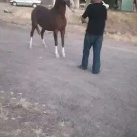 اسب مادیون|اسب و تجهیزات اسب‌سواری|دهگلان, |دیوار