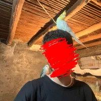 طوطی کوتوله برزیلی رام و دستی|پرنده|قائم‌شهر, |دیوار