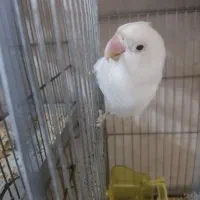 کوتوله فنچ کرواتی|پرنده|قم, شاه ابراهیم|دیوار