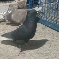 نر زاغ دم سفید