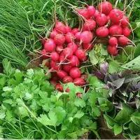 سبزی خرد کن|خردکن، آسیاب، غذاساز|قم, باغ شازده|دیوار