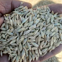 خریدار جو محلی تناژ بالا نقدی
