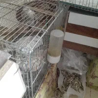 عروس هلندی|پرنده|برخوار, |دیوار