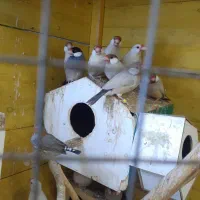 فنج نرگسی درجه یک|پرنده|اهواز, شهرک توسعه نیشکر|دیوار