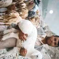 کارگر ماهر در دام پروری