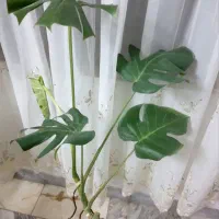 حراج بمناسبت روز پدر