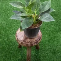 گل وگیاه|گل و گیاه طبیعی|یزد, |دیوار