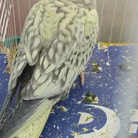 فروش عروس هلندی|پرنده|رزن, |دیوار